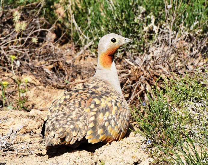 The Black-bellied Sandgrouse (Pterocles orientalis)
