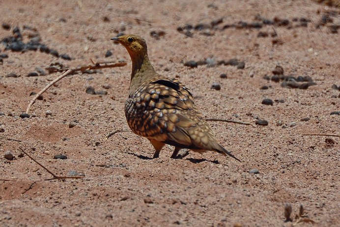 Саджа Syrrhaptes paradoxus