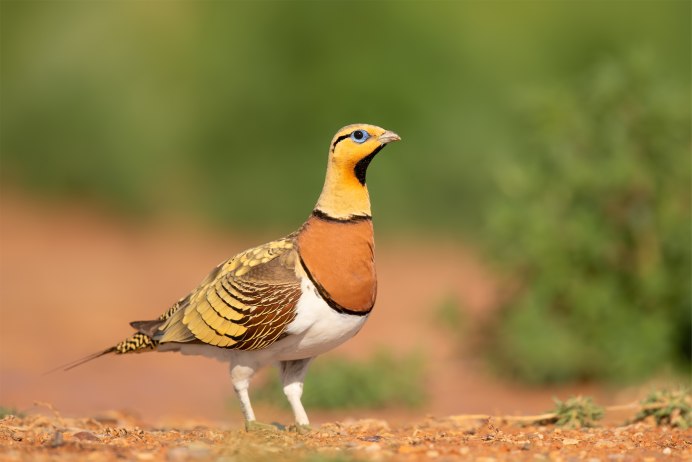 Jixiangornis orientalis