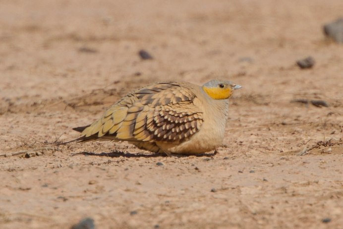 Namaqua Sandgrouse (Pterocles Namaqua).