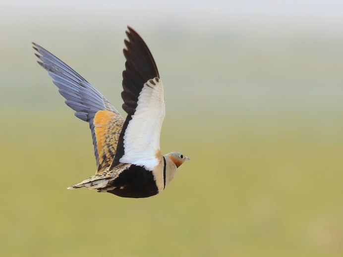Саджа Syrrhaptes paradoxus