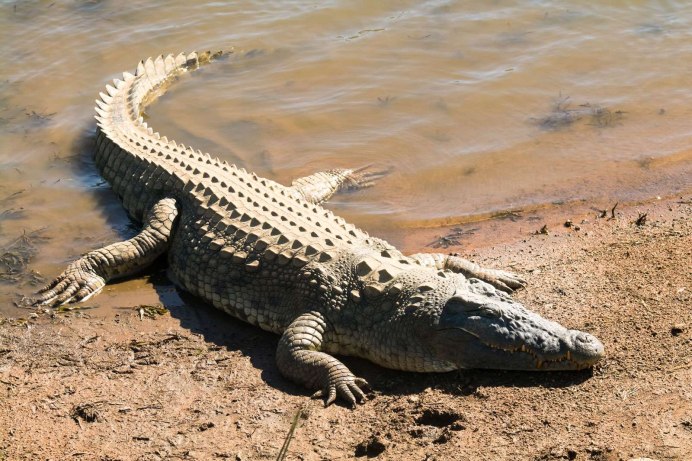 Нильский крокодил Crocodylus niloticus