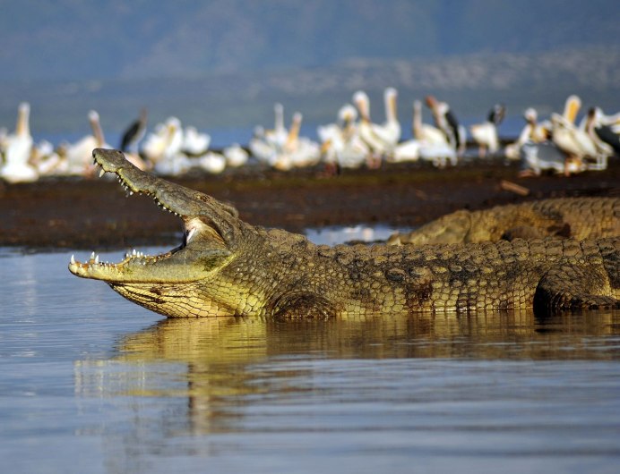 Нильский крокодил Crocodylus niloticus