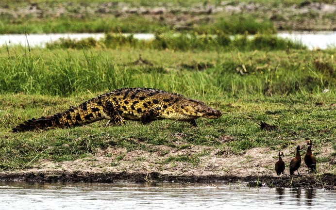 Нильский крокодил Crocodylus niloticus