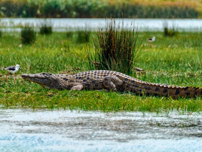 Нильский крокодил Crocodylus niloticus