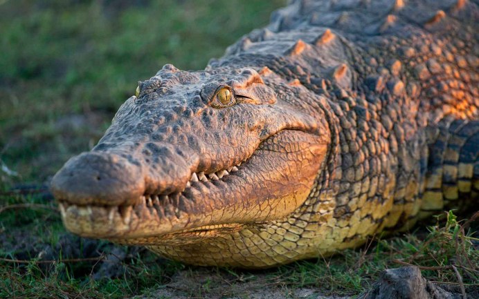 Нильский крокодил Crocodylus niloticus