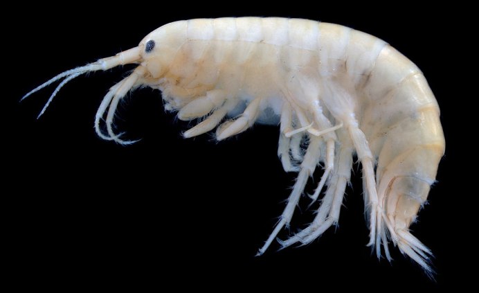 Gmelinoides fasciatus