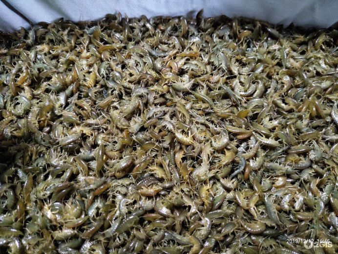 Мормыш живой наживка
