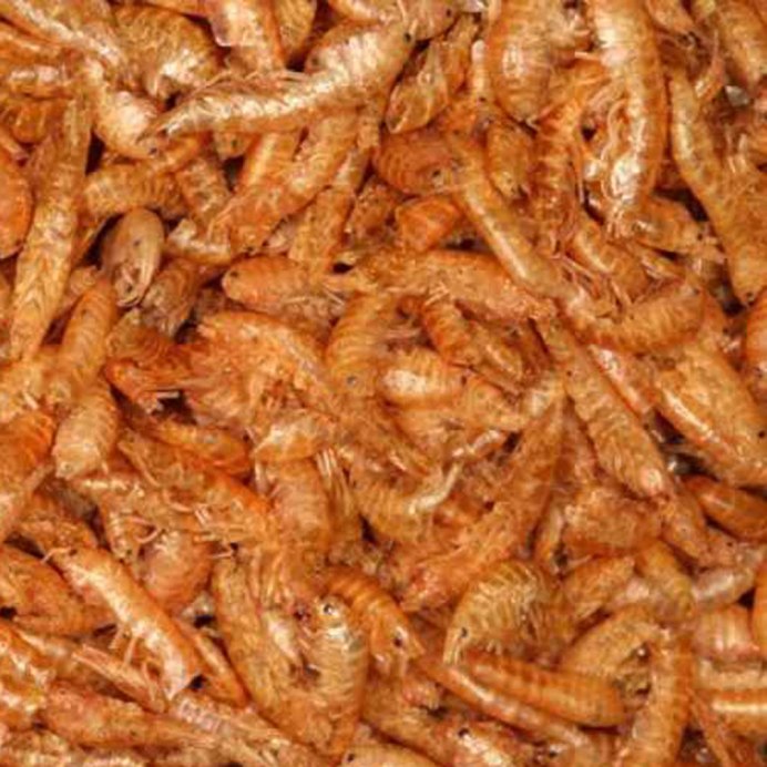 Gammarus lacustris