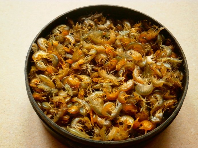 Мотыль мормыш
