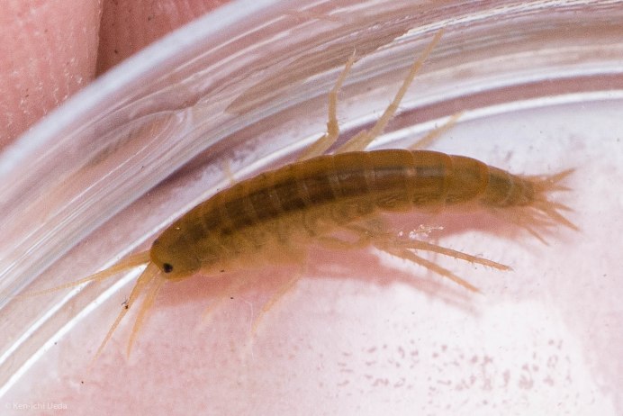 Gammarus SP