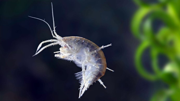 Gammarus oceanicus