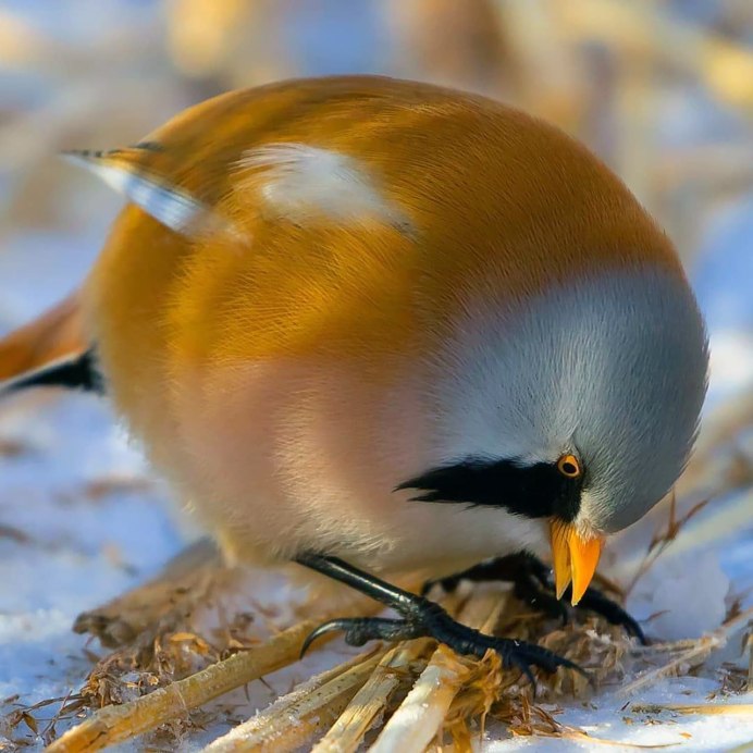 Попугай амадина зебровая
