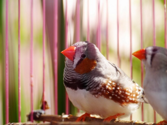 Цыплята серебристые