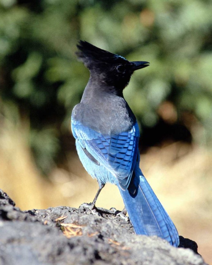 Голубохохлый венценосный голубь