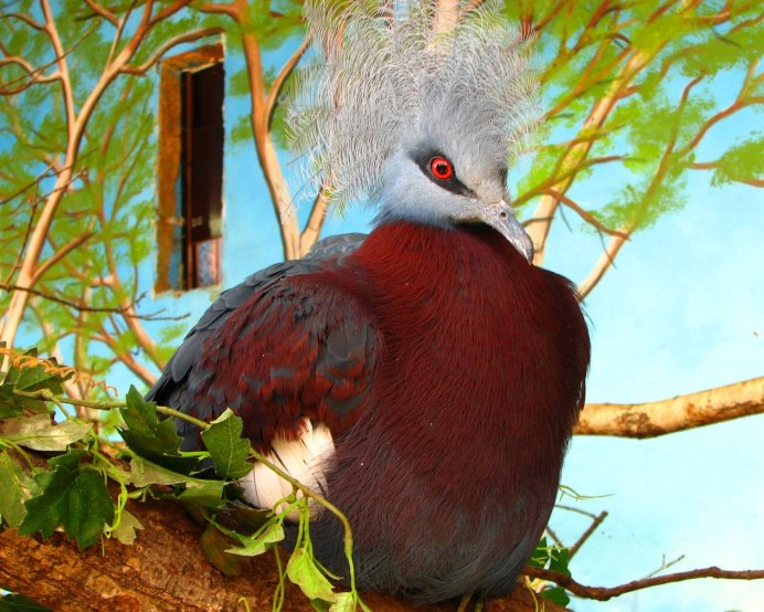 Загорская белогрудая цесарка