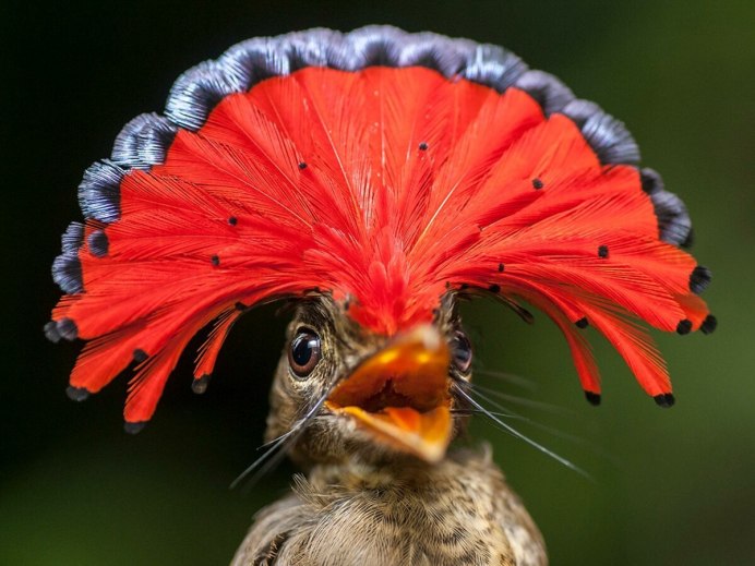 Птичка сизоворонка Ракша