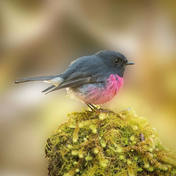 Веероносный венценосный