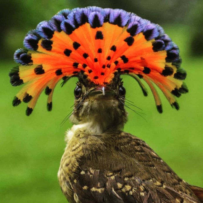 Сиреневогрудая сизоворонка