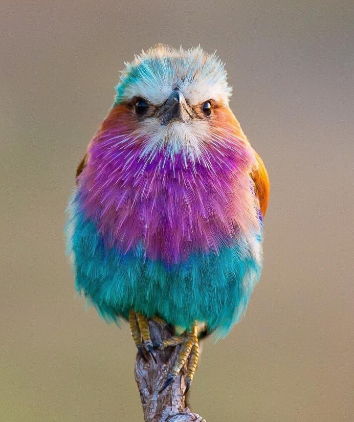 Oriental Dwarf Kingfisher