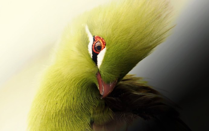 Трёхцветная цапля