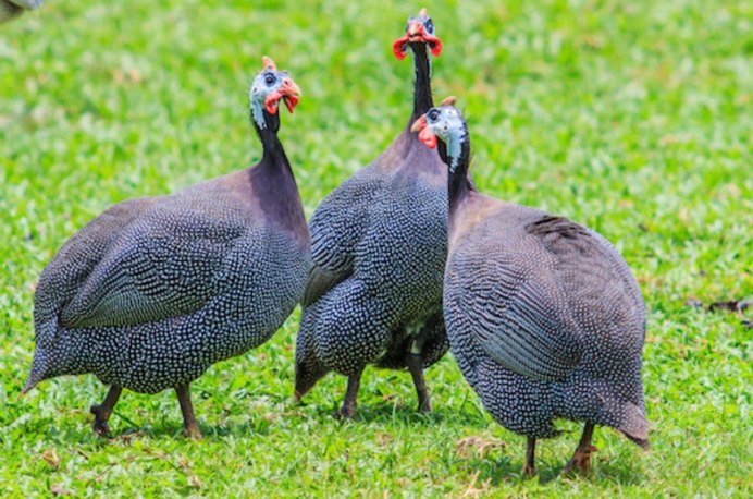 Цапля кваква