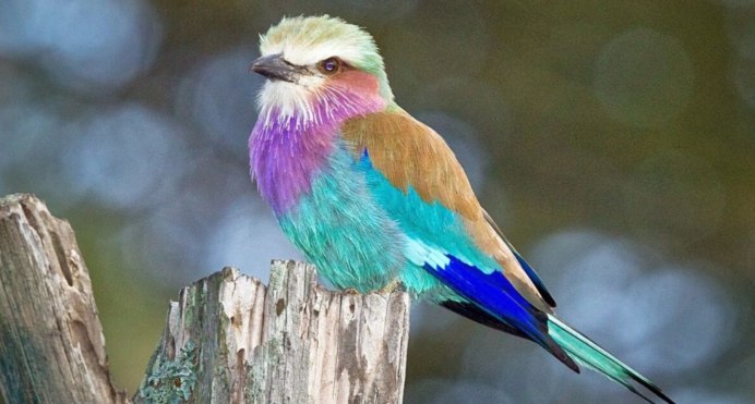 Райская танагра