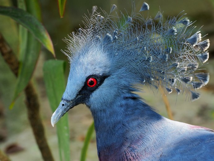 Сириновогрудая Сизорка