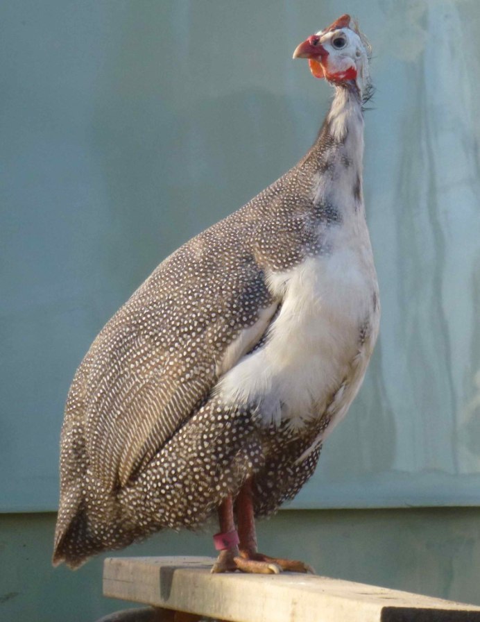 Африканская сизоворонка