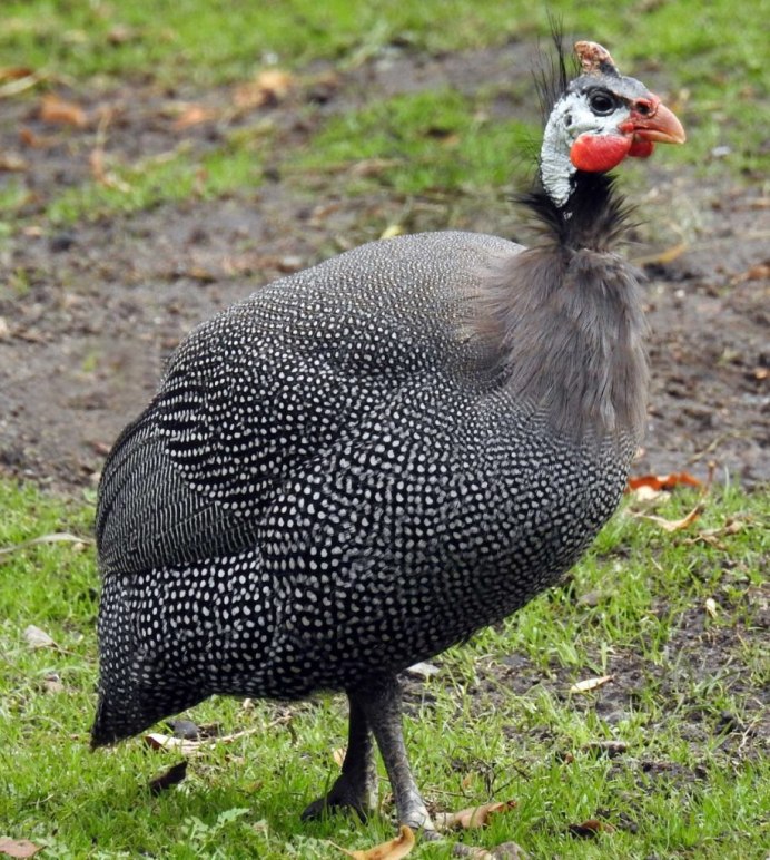 Гривистый голубь