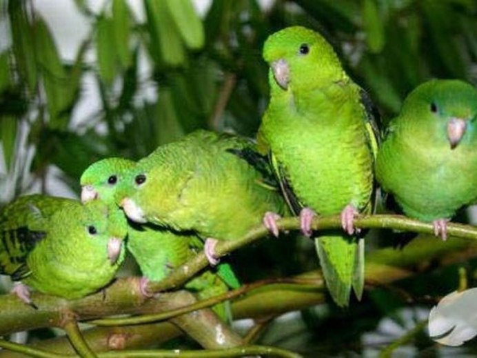 Lineolated Parakeets