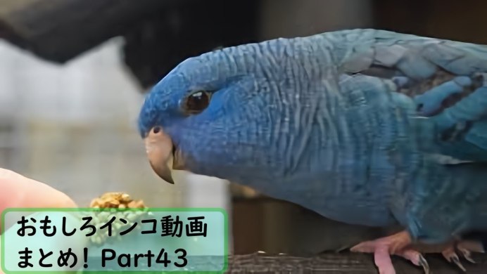 Guacamaya Tricolor попугай