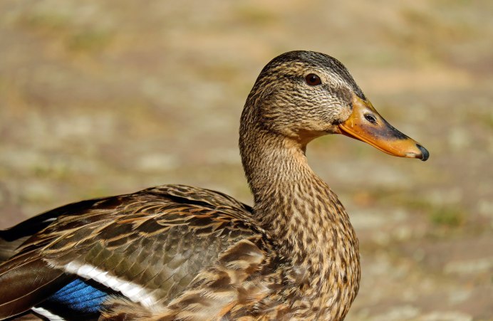 Кулик-сорока Haematopus ostralegus