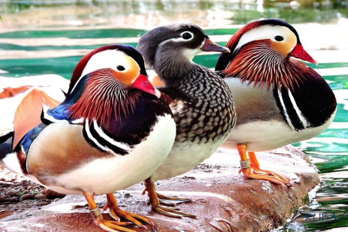 «Утка Мандаринка (Aix galericulata