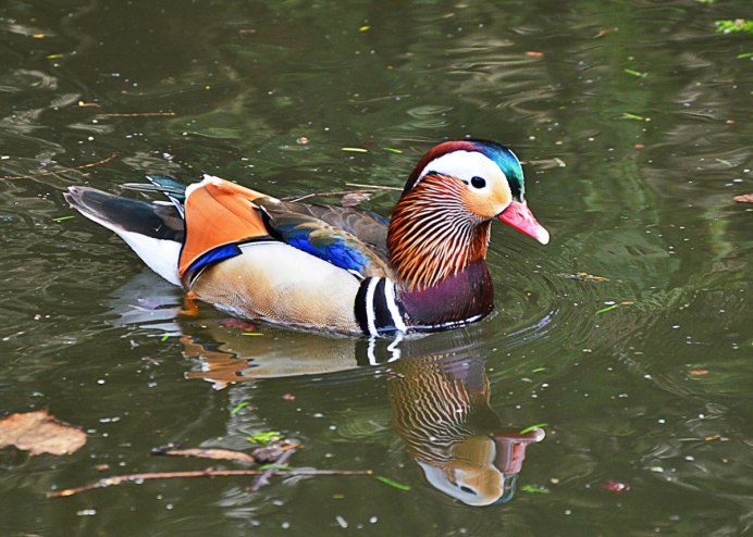 Mandarina Duck Bird