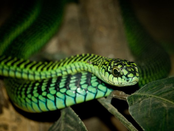 Yellow blotched Palm-Pit Viper