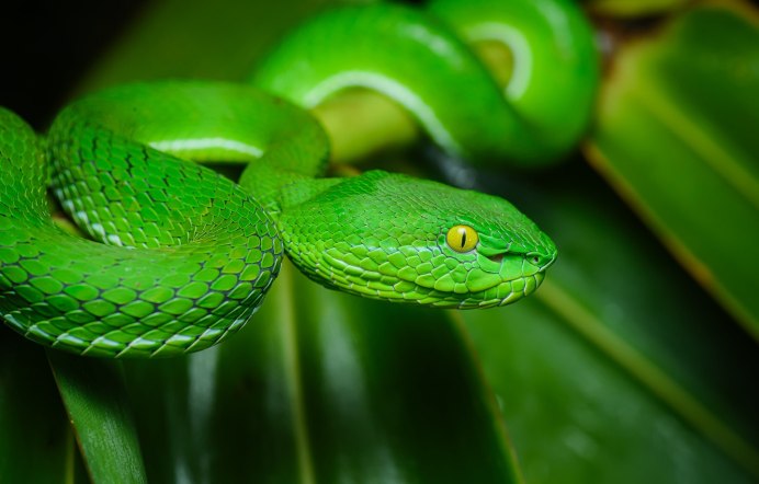 Trimeresurus albolabris