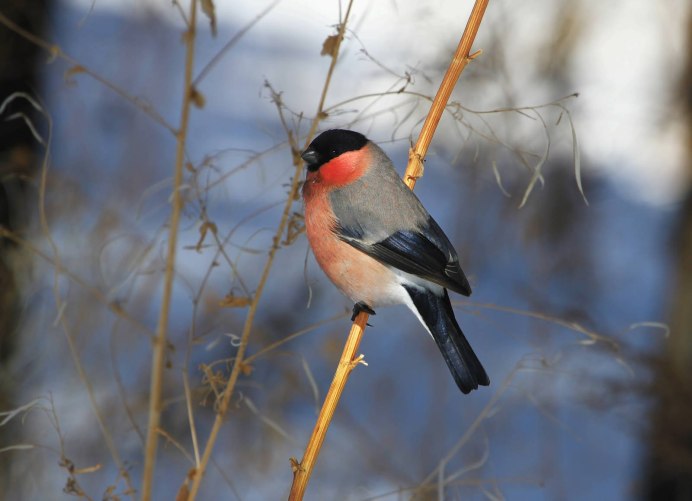 Pyrrhula coccinea