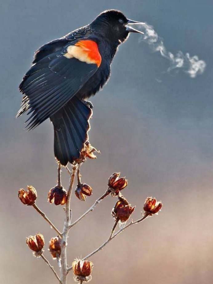 Воробей зимой