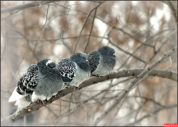 Замерзшая птица