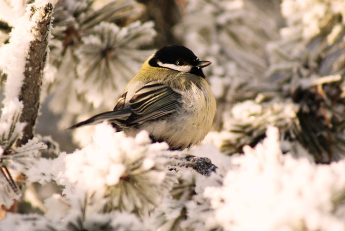 Зимние птицы в городе