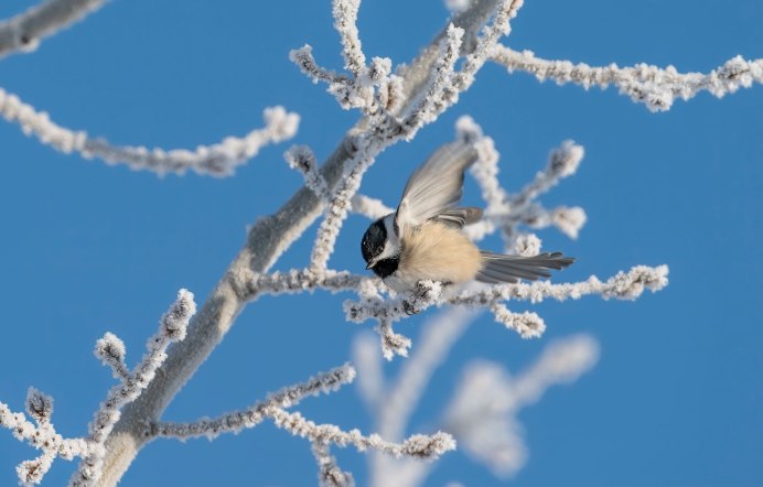 Дерево с зимующими птицами