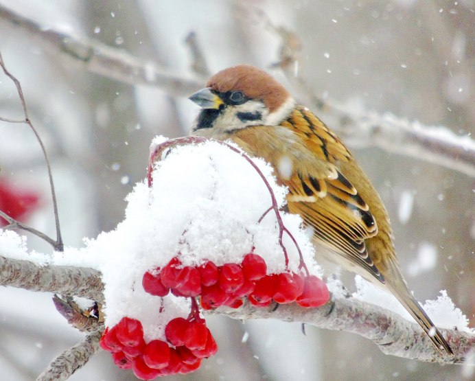 Воробей в шапке