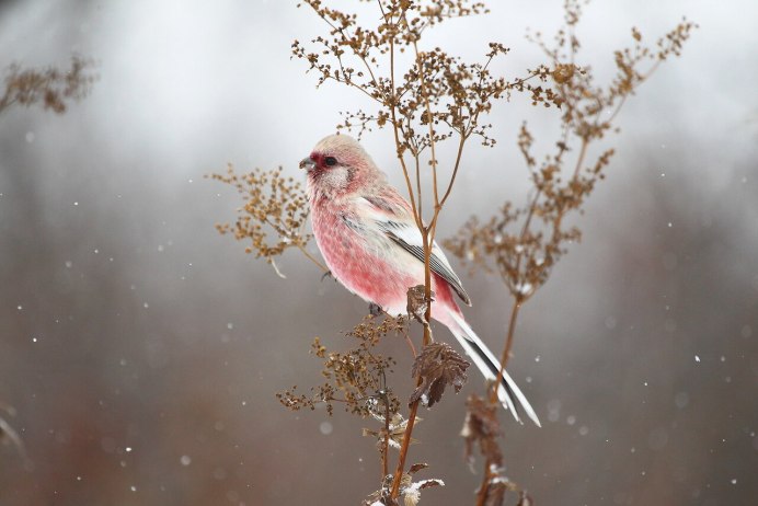 Горный Воробей