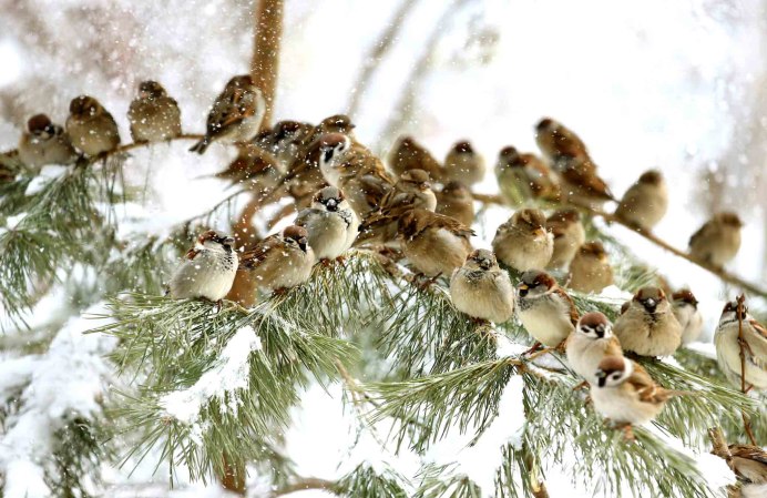 Птицы в зимнем лесу