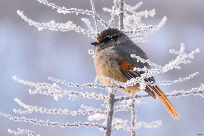 Черный Дрозд птица зимой