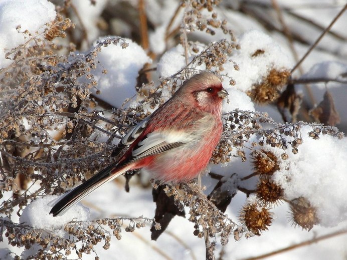 Птица поет на морозе