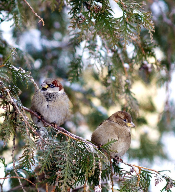 Воробьи на ветке зимой