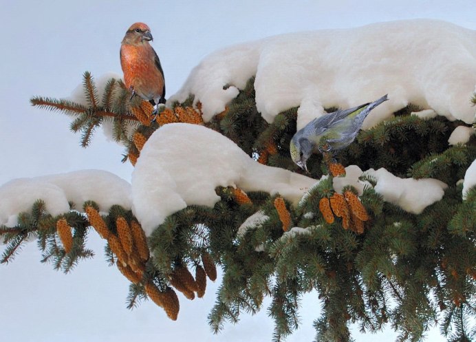 Птицы зимой Воробей