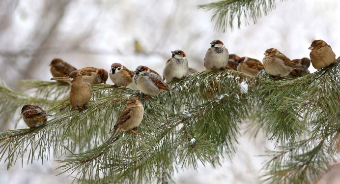 7 Февраля Григорьев день Григорий весноуказатель